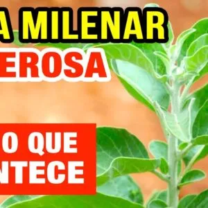 Poderosa Erva Milenar para Saúde! Inflamação, Imunidade, Diabetes, Pressão, Ansiedade e Mais