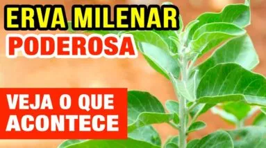 Poderosa Erva Milenar para Saúde! Inflamação, Imunidade, Diabetes, Pressão, Ansiedade e Mais