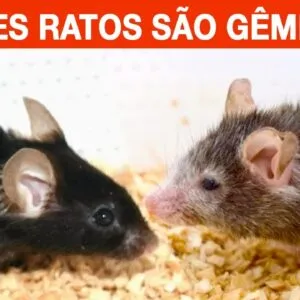 Como RETARDAR o ENVELHECIMENTO (E até reverter!) - Comprovado Cientificamente!