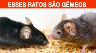 Como RETARDAR o ENVELHECIMENTO (E até reverter!) - Comprovado Cientificamente!