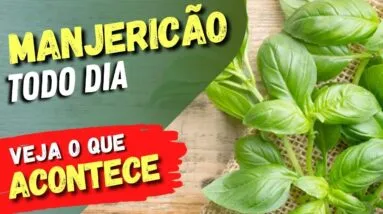 MANJERICÃO TODO DIA - Veja o que ACONTECE com você! (USE ASSIM)