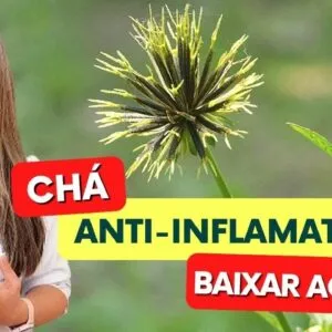 Chá ANTI-INFLAMATÓRIO e BAIXA AÇÚCAR NO SANGUE! Benefícios Chá de Picão-Preto, Como Tomar e Fazer