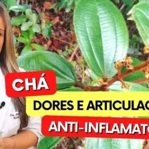 Chá para INFLAMAÇÃO, ARTICULAÇÕES e DORES! Benefícios do Chá de Canela de Velho, Como Tomar e Fazer