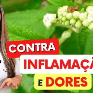 ERVA para ARTICULAÇÕES, DORES e INFLAMAÇÃO! Benefícios do Chá de Erva Baleeira, Como Usar e Dicas
