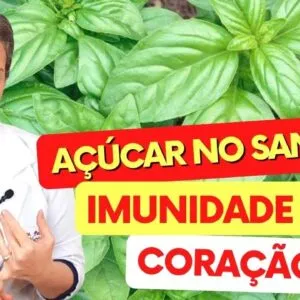 A Planta para AÇÚCAR NO SANGUE, IMUNIDADE e CORAÇÃO - Benefícios da Alfavaca, Como Tomar, Chá, Dicas