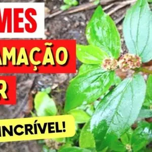 ERVA contra VERMES, INFLAMAÇÃO e BACTÉRIAS! Benefícios da Erva de Santa Luzia, Como Usar, Chá, Dicas