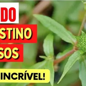ERVA que PROTEGE FÍGADO, INTESTINO, OSSOS,... É uma verdadeira FARMÁCIA NATURAL! Como Usar e Dicas