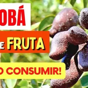 Benefícios do Jatobá - CHÁ e FRUTA - Você Vai Querer Hoje Mesmo! [Como Consumir Certo!]