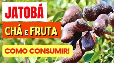 Benefícios do Jatobá - CHÁ e FRUTA - Você Vai Querer Hoje Mesmo! [Como Consumir Certo!]