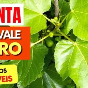 1 FOLHA dessa é um TESOURO! Contra GORDURA, DIABETES, ANEMIA,.. (Use Assim!)