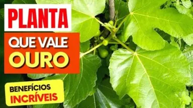 1 FOLHA dessa é um TESOURO! Contra GORDURA, DIABETES, ANEMIA,.. (Use Assim!)