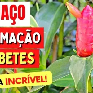 Planta para INFLAMAÇÃO, INCHAÇO, DIABETES, PRESSÃO e RINS - Benefícios do Chá de Cana-do-Brejo