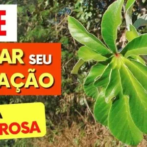 Como essa PLANTA pode SALVAR SEU CORAÇÃO (e muito mais!)