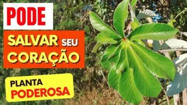 Como essa PLANTA pode SALVAR SEU CORAÇÃO (e muito mais!)