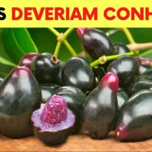 Você Não Imagina que 1 JAMELÃO/JAMBOLÃO Possa Fazer Tudo Isso! (Como Usar Chá e Fruta e Benefícios