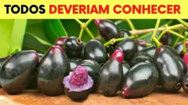 Você Não Imagina que 1 JAMELÃO/JAMBOLÃO Possa Fazer Tudo Isso! (Como Usar Chá e Fruta e Benefícios