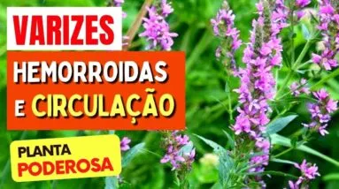 Planta para VARIZES, HEMORROIDAS e MÁ CIRCULAÇÃO - Benefícios da Erva de Bicho, Como Usar e Dicas
