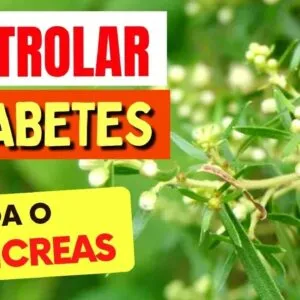Uma planta para CONTROLAR A DIABETES e ajudar o PÂNCREAS, DIGESTÃO e INFLAMAÇÃO!
