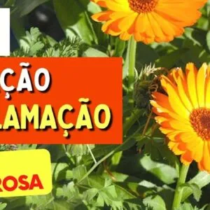 A Planta para PELE, CORAÇÃO e INFLAMAÇÃO- Benefícios da Calêndula, Como Usar e Dicas