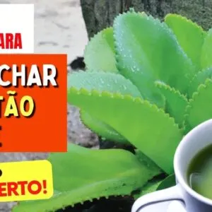 Planta para DESINCHAR, BOA DIGESTÃO, GASTRITE e PELE - Benefícios do Chá de Saião, Como Usar e Dicas