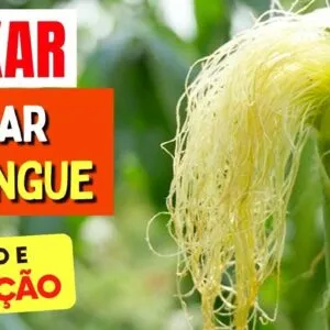 Planta para AÇÚCAR NO SANGUE, INCHAÇO e CORAÇÃO - Benefícios do Cabelo de Milho, Como Tomar e Dicas