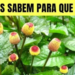 Você Não Imagina que 1 JAMBU Possa Fazer Tudo Isso! (Como Usar, Chá e Benefícios)