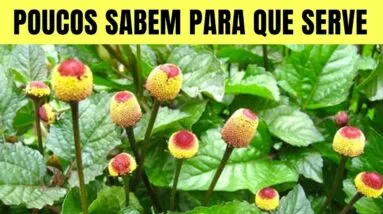 Você Não Imagina que 1 JAMBU Possa Fazer Tudo Isso! (Como Usar, Chá e Benefícios)