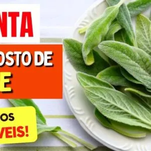 A Planta INCRÍVEL com Gosto de Peixe - Benefícios da Peixinho, Como Usar e Dicas