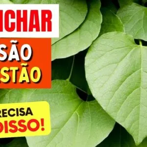 Planta para DESINCHAR, BAIXAR PRESSÃO e BOA DIGESTÃO - Benefícios da Pariparoba, Como Usar e Dicas