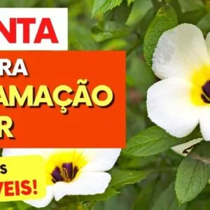 Planta para DORES, INFLAMAÇÃO e ANTIOXIDANTE - Benefícios da Chanana, Como Usar e Dicas