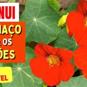 Planta para DESINCHAR, INFLAMAÇÃO, PULMÕES e mais - Benefícios da Capuchinha, Chá, Como Usar e Dicas