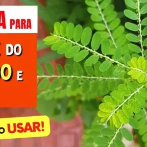Planta Famosa para RINS, FÍGADO e mais - Benefícios da Quebra-Pedra, Como Usar, Chá e Dicas