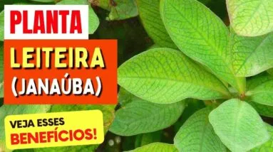 Planta para IMUNIDADE, INFLAMAÇÃO e mais - Benefícios da LEITEIRA (JANAÚBA), Chá, Dicas e Cuidados