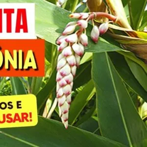 Planta para ANSIEDADE, SONO, PRESSÃO e mais - Benefícios da Colônia, Chá, Como Usar e Dicas