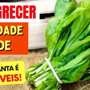 Planta para IMUNIDADE, EMAGRECER, SAÚDE e mais - Benefícios do Almeirão, Como Usar e Dicas