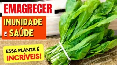 Planta para IMUNIDADE, EMAGRECER, SAÚDE e mais - Benefícios do Almeirão, Como Usar e Dicas
