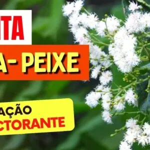 Planta para INFLAMAÇÃO, EXPECTORANTE, DESINCHAR e mais - Benefícios da Assa Peixe, Como Usar e Dicas