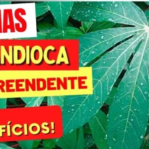 Benefícios das FOLHAS DE MANDIOCA que TODOS DEVERIAM CONHECER! Use ASSIM!