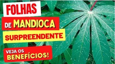 Benefícios das FOLHAS DE MANDIOCA que TODOS DEVERIAM CONHECER! Use ASSIM!