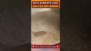 ESSA SEMENTE pode SALVAR SEU ARROZ (+ Fibras, Anti-inflamatório e mais)