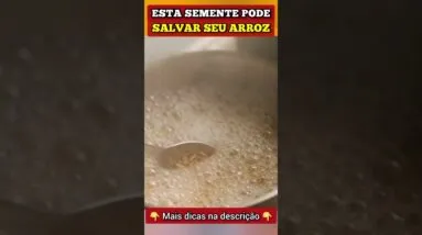 ESSA SEMENTE pode SALVAR SEU ARROZ (+ Fibras, Anti-inflamatório e mais)