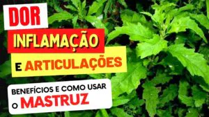 MASTRUZ PARA DOR, INFLAMAÇÃO E ARTICULAÇÕES - Benefícios e Como Usar