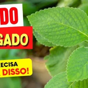 CHÁ DE BOLDO e FÍGADO - O que você PRECISA SABER!