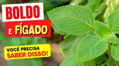 CHÁ DE BOLDO e FÍGADO - O que você PRECISA SABER!