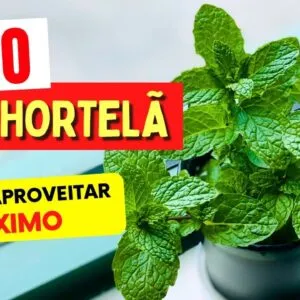 BENEFÍCIOS DA HORTELÃ que você VAI AMAR! Como Usar, Propriedades e Dicas