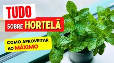 BENEFÍCIOS DA HORTELÃ que você VAI AMAR! Como Usar, Propriedades e Dicas