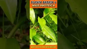 Essa Planta Barata Pode Substituir a Carne? Descubra Agora! 🌿