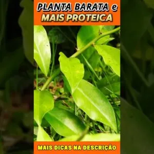 Essa Planta Barata Pode Substituir a Carne? Descubra Agora! 🌿