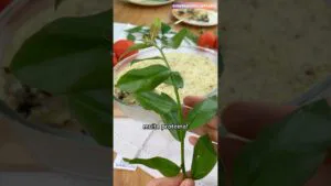 É MELHOR QUE CARNE! Esta planta tem tanta proteína!😱🌱💪