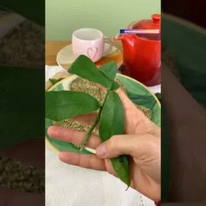 Esta planta é o segredo do PÃO MAIS SAUDÁVEL! Muitos benefícios!